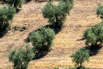 La producción de aceite de oliva en la campaña 2025/26, un 9% por debajo de la anterior