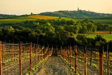 Viñedos de Altura, proyecto que une a los territorios con mayor altitud de la Ribera del Duero