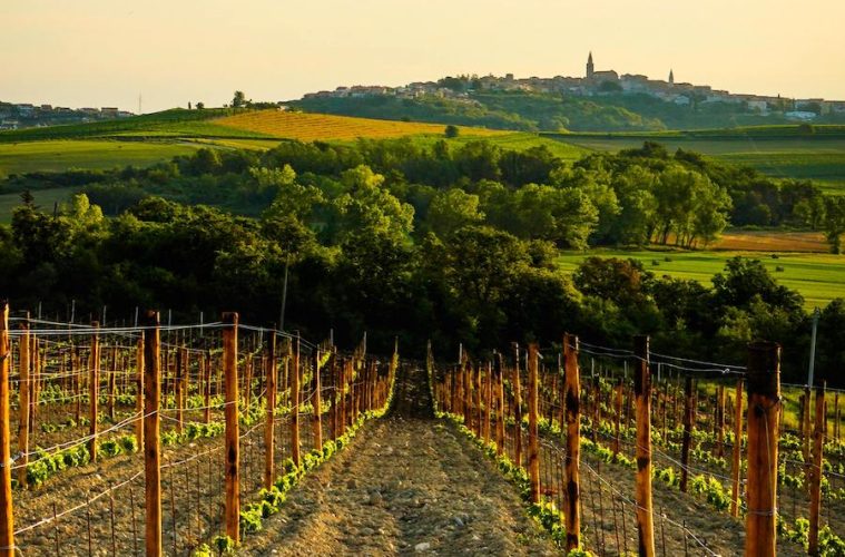Viñedos de Altura, proyecto que une a los territorios con mayor altitud de la Ribera del Duero