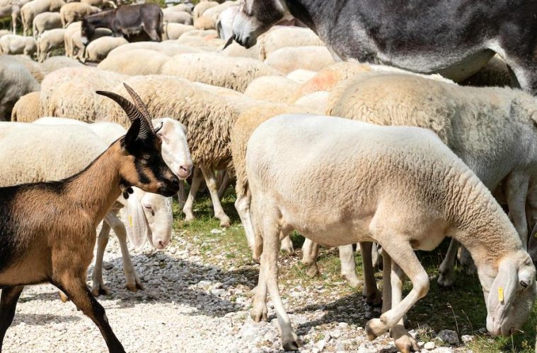 Baja la producción de leche de oveja y cabra en España