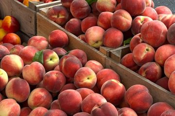 Buen inicio de la campaña de fruta de verano… y buenas previsiones
