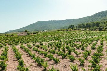 Buscando las mejores cepas Monastrell de la DOP Alicante (Foto DOP)