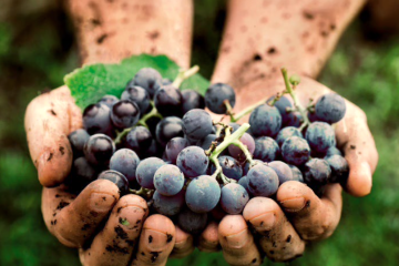 El terroir y los terruños, vistos por el Master of Wine Pedro Ballesteros