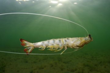 Evaluando los recursos pesqueros del Mediterráneo occidental (Foto CARM-FEDER)