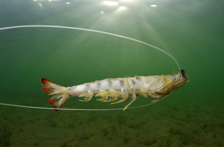 Evaluando los recursos pesqueros del Mediterráneo occidental (Foto CARM-FEDER)