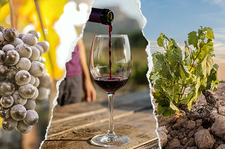 La añada 2025 de Jumilla, calificada como Muy Buena