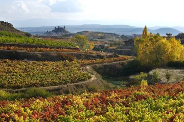 Las Rutas del Vino de España estrenan Sistema de Inteligencia Enoturística (Foto Acevin)