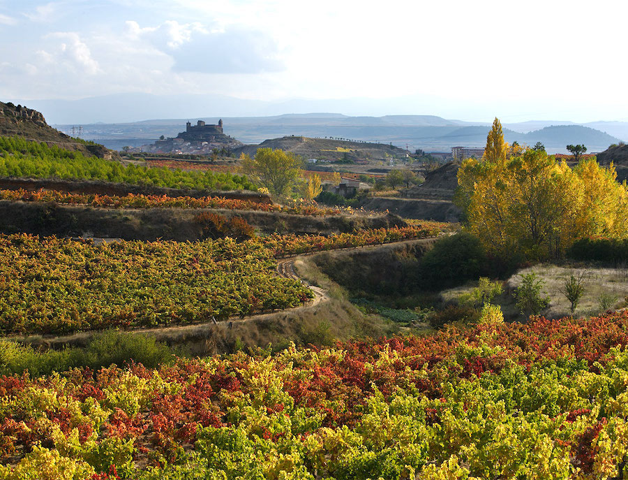 Las Rutas del Vino de España estrenan Sistema de Inteligencia Enoturística