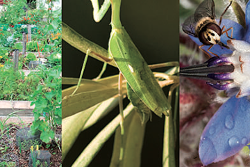 Insectos que son grandes aliados de la agricultura