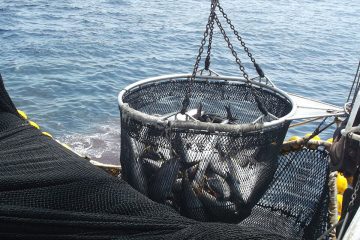 La flota atunera europea, preocupada con el acuerdo bilateral UE-México (Foto OPAGAC)
