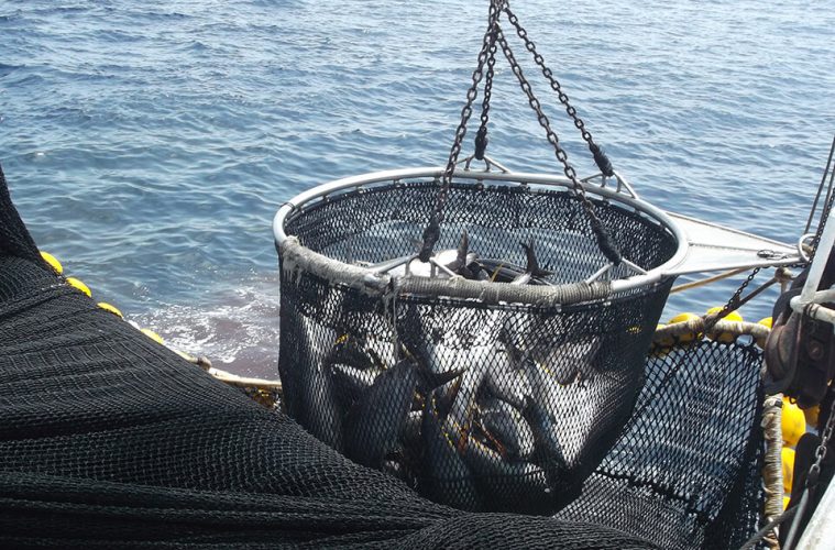La flota atunera europea, preocupada con el acuerdo bilateral UE-México (Foto OPAGAC)