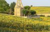 A punto la floración de los girasoles en La Bureba (Foto Turismo Burgos)