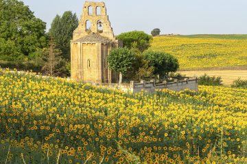 A punto la floración de los girasoles en La Bureba (Foto Turismo Burgos)