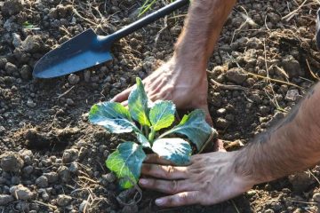 Anunciado el Plan Estatal de Fertilizantes para paliar la crisis por la guerra en Irán