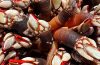 Buscando los mejores percebes del mundo (Foto Bon Pé Taberna)