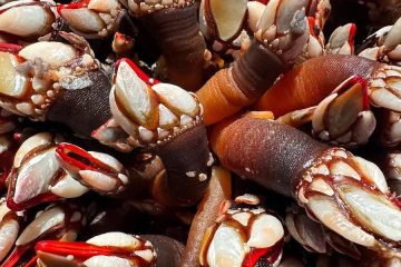 Buscando los mejores percebes del mundo (Foto Bon Pé Taberna)