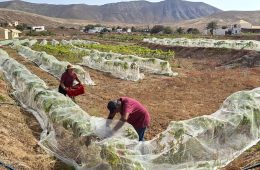 Comienza la vendimia en Canarias, la primera en territorio español (Foto DOP)
