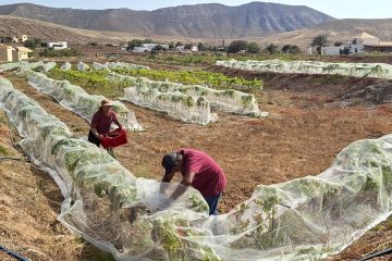 Comienza la vendimia en Canarias, la primera en territorio español (Foto DOP)