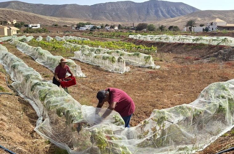 Comienza la vendimia en Canarias, la primera en territorio español (Foto DOP)