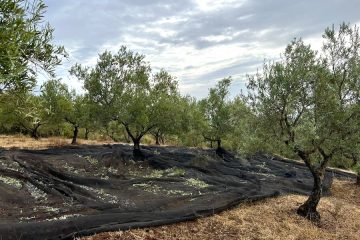 Los costes de producción de los diferentes modelos de cultivo del olivo en España