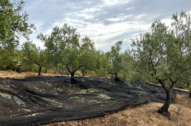 Los costes de producción de los diferentes modelos de cultivo del olivo en España