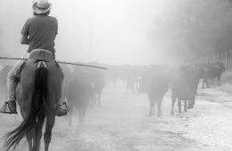 Fotos sobre la trashumancia que son de premio (Foto ganadora)