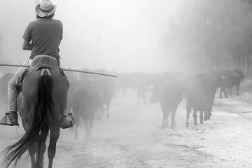 Fotos sobre la trashumancia que son de premio (Foto ganadora)