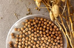 Isidra, nueva variedad de garbanzo más resistente y con mejores características nutricionales (Foto Comunidad de Madrid)