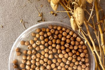 Isidra, nueva variedad de garbanzo más resistente y con mejores características nutricionales (Foto Comunidad de Madrid)