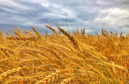 La nueva cosecha de cereales, por debajo de la media de las últimas cinco