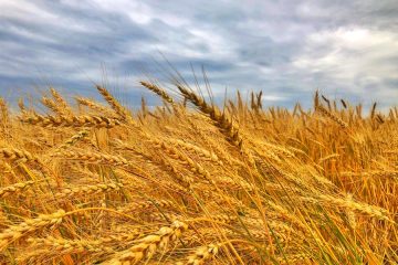 La nueva cosecha de cereales, por debajo de la media de las últimas cinco
