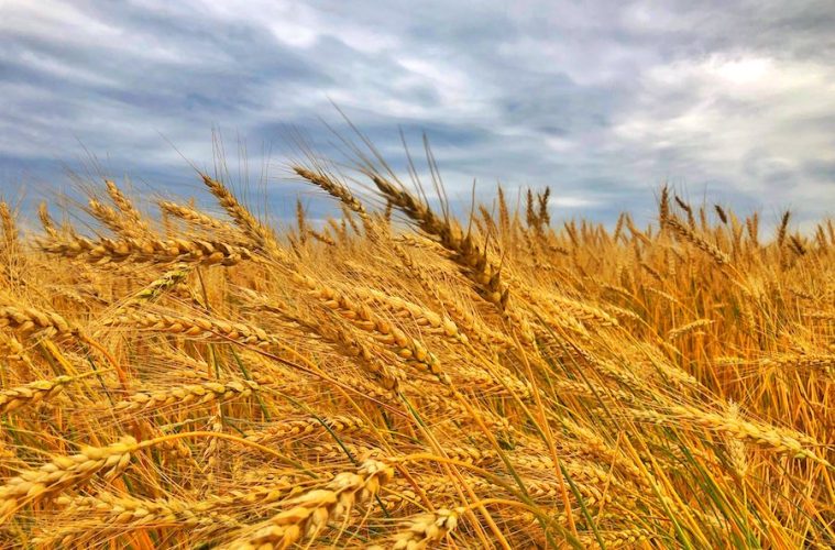 La nueva cosecha de cereales, por debajo de la media de las últimas cinco