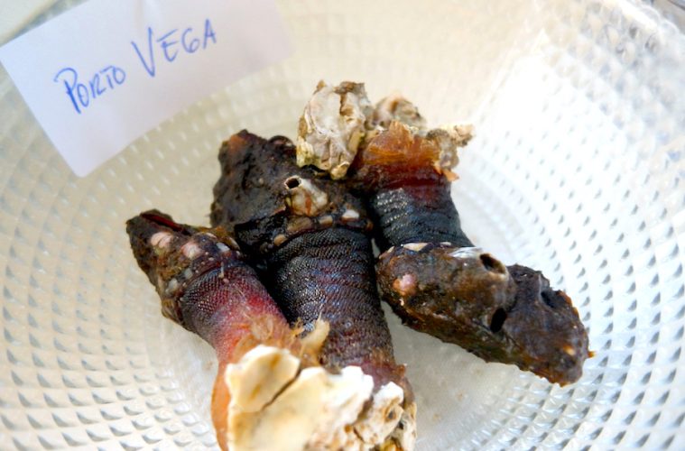 Los percebes de Puerto Vega (Asturias), los mejores del mundo