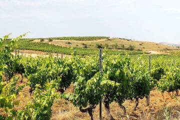 Manifiesto de Ribera del Duero por un territorio vitivinícola protegido
