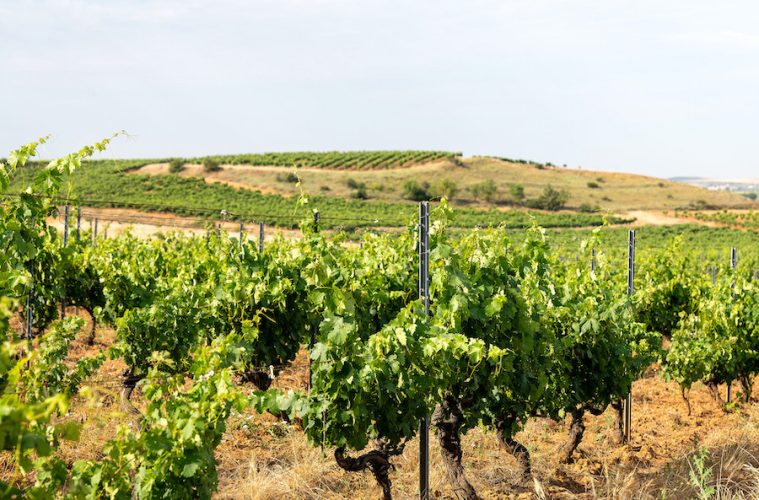Manifiesto de Ribera del Duero por un territorio vitivinícola protegido