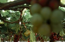 Nuevo salón para vinos de variedades rescatadas