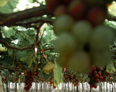 Nuevo salón para vinos de variedades rescatadas
