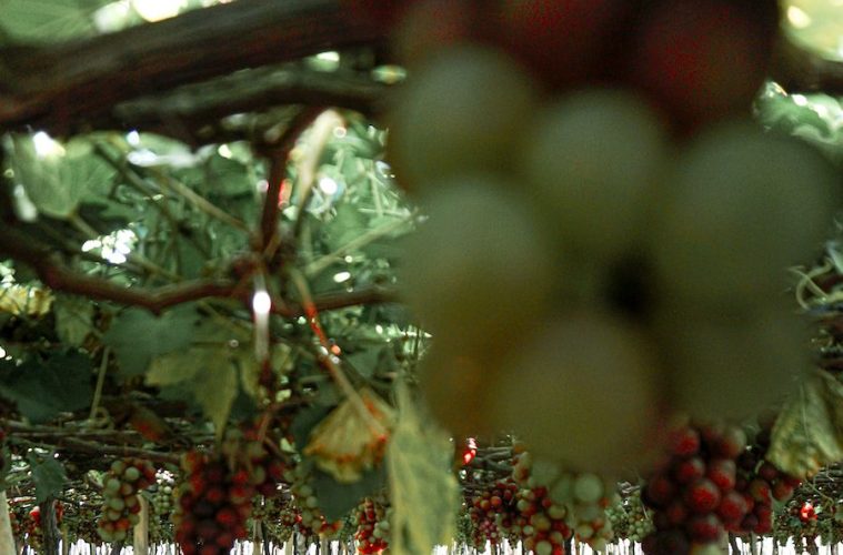 Nuevo salón para vinos de variedades rescatadas