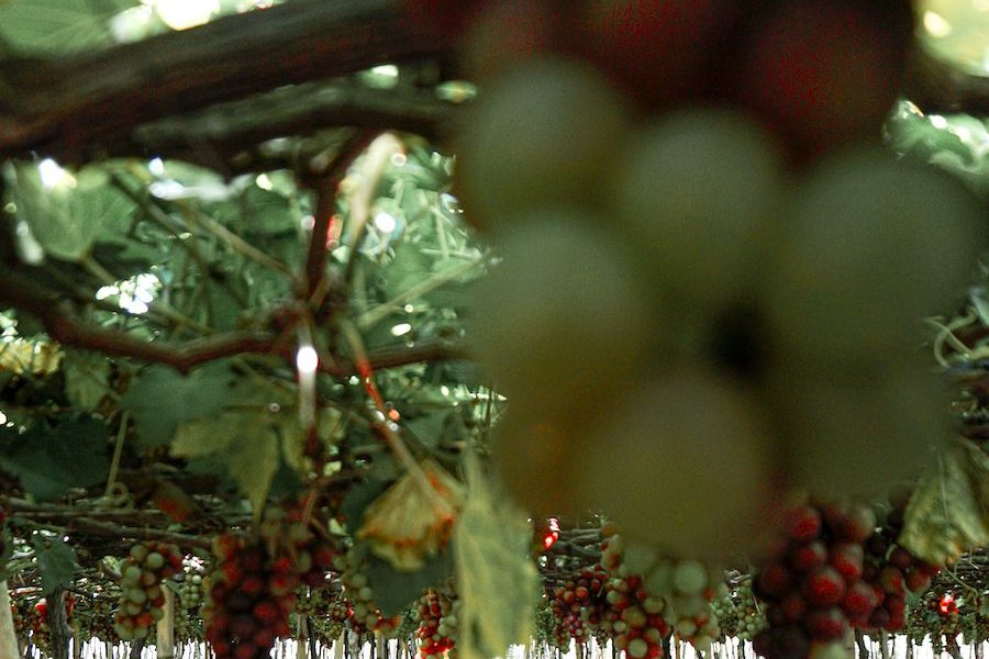Nuevo salón para vinos de variedades rescatadas