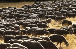 Ovejas y cabras contra los incendios forestales (Foto Interovic)