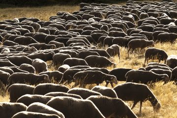 Ovejas y cabras contra los incendios forestales (Foto Interovic)