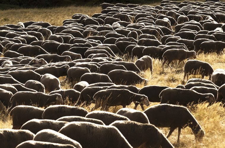 Ovejas y cabras contra los incendios forestales (Foto Interovic)