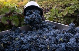 Para la nueva campaña del vino, la interprofesional recomienda los contratos tipo homologados
