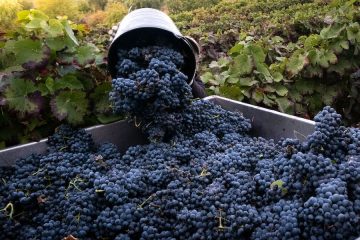 Para la nueva campaña del vino, la interprofesional recomienda los contratos tipo homologados