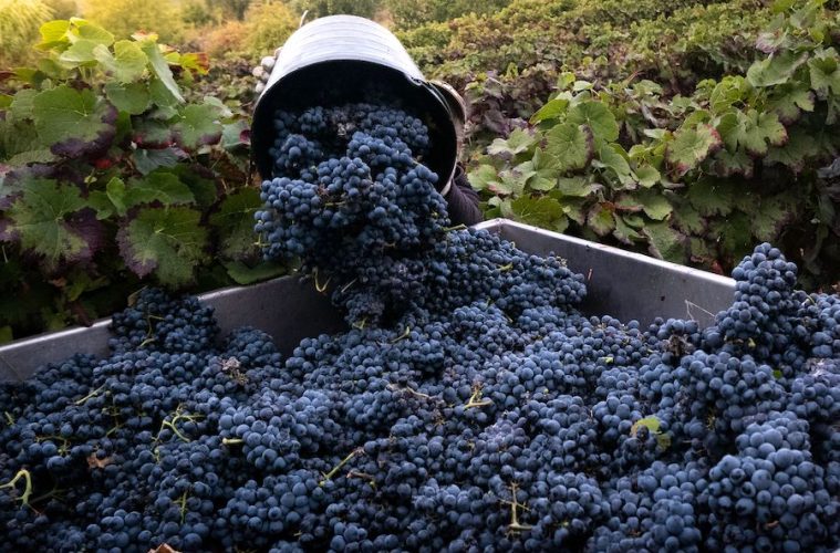 Para la nueva campaña del vino, la interprofesional recomienda los contratos tipo homologados