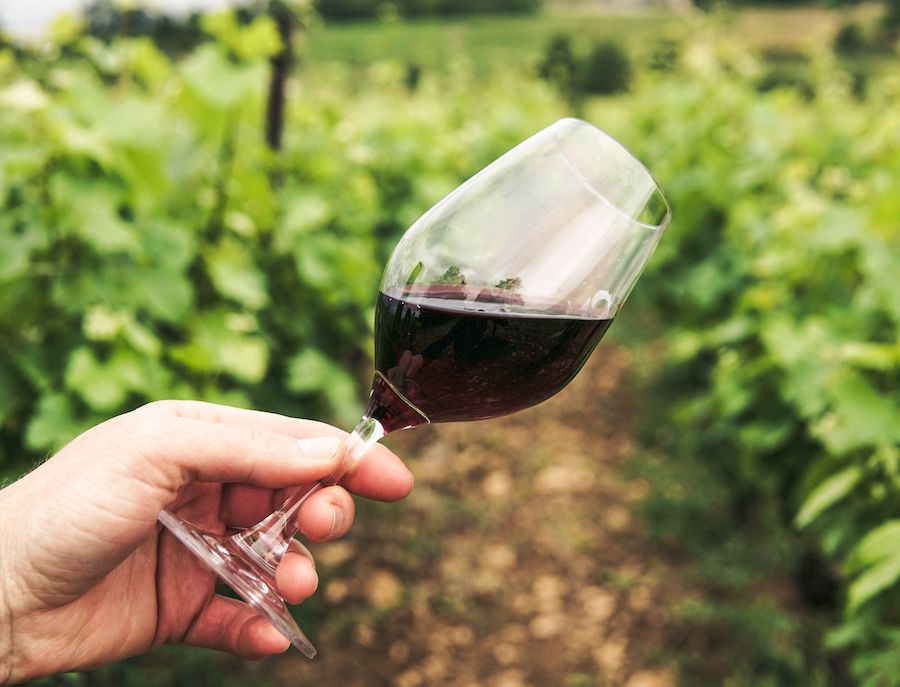 Premios EcoRacimo a los mejores vinos y vinagres ecológicos