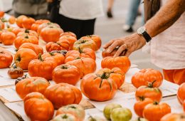 Preparando el Concurso de Mejor Tomate Antiguo en Polanco (Cantabria) - Foto Ayto Polanco