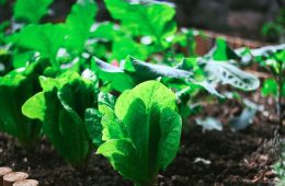 Reacciones del sector a la revisión del reglamento europeo sobre sobre protección de la producción ecológica