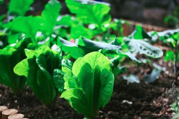 Reacciones del sector a la revisión del reglamento europeo sobre sobre protección de la producción ecológica
