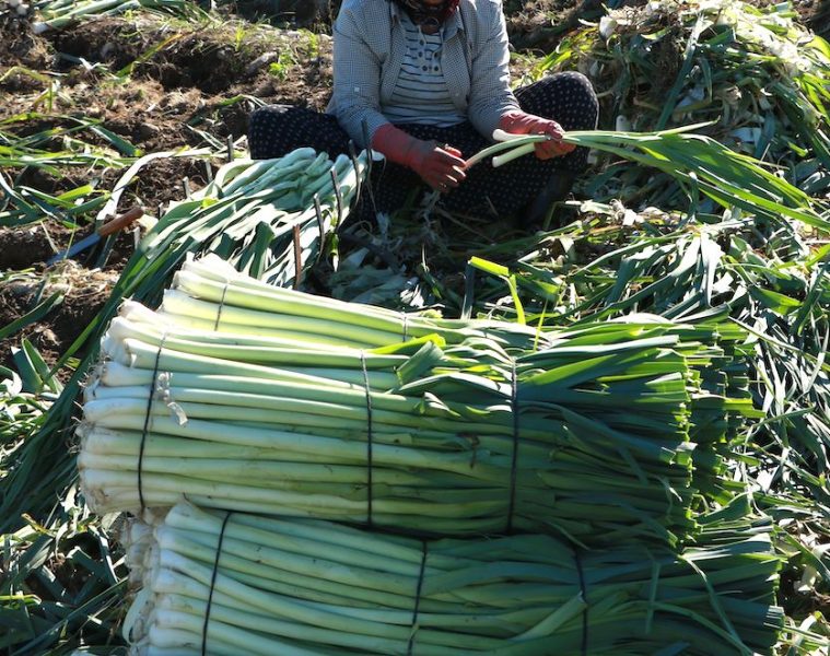 Aprobado el reglamento europeo que obliga a contratos por escrito en cualquier compraventa de alimentos